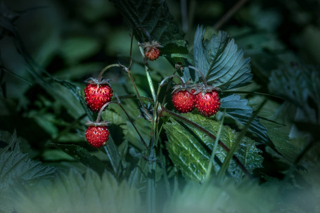 Frutos Silvestres Verdadeiramente