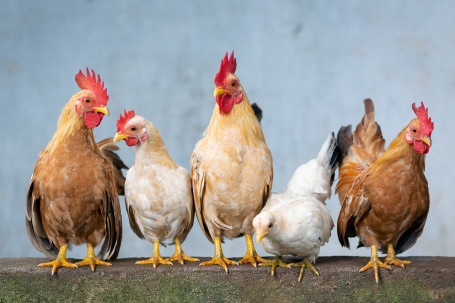 Empadinha De Frango