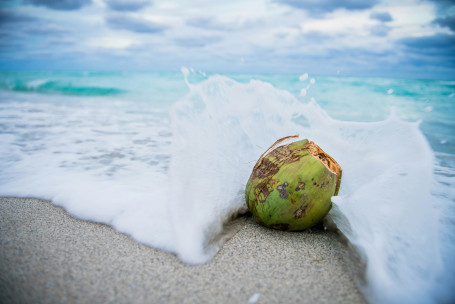 Dunkin Refrescantes De Coco