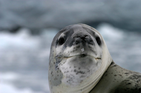 Guarana Antartica