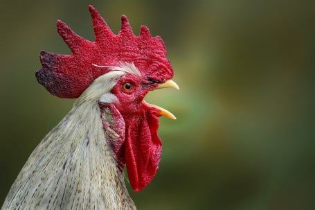 Almoço De Frango Katsu