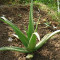 Suco De Aloe Vera