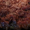 Salada De Peito