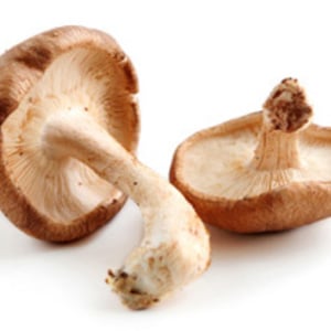 Cogumelos shiitake