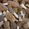 Morilles